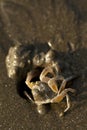 Sand bubbler crab Royalty Free Stock Photo