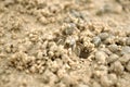 Sand bubbler crab Dotilla sulcata entering its burrow on the beach