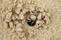 Sand bubbler crab Dotilla sulcata entering its burrow on the sand