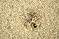 Sand bubbler crab Dotilla sulcata entering its burrow on the sand