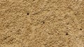 Sand bubbler crab and the sand pellets Royalty Free Stock Photo