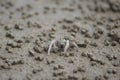Sand Bubbler Crab or Soldier Crab