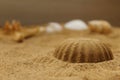 Sand Cake with Seashells in the blurry background Royalty Free Stock Photo