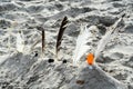 Sand castle made by children at the beach with sand and white and black feathers of gulls