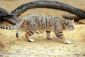 Sand Cat, felis margarita, Adult