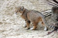 Sand Cat, felis margarita, Adult