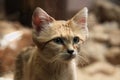 Sand cat (Felis margarita).