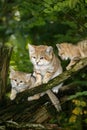 Sand Cat, felis margarita, Female with Youngs standing on Branch