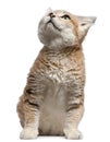 Sand cat, Felis margarita, 17 years old