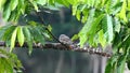 Sand-coloured Nighthawk, Chordeiles rupestris, roosting