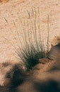 The Sand couch-grass, Bryce Canyon National Park