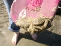 Sand covered crab