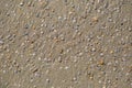 sand covered with shells on the ocean coast
