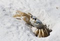 Sand Crab Royalty Free Stock Photo