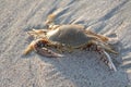 Sand crab Royalty Free Stock Photo