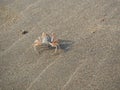 Sand crab on the beach close up in the morning Royalty Free Stock Photo