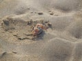Sand crab on the beach close up Royalty Free Stock Photo