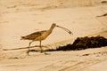 Sand Crab in Beak of Long Billed Curlew Royalty Free Stock Photo