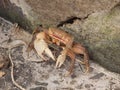 A sand crab in the caribbean. Royalty Free Stock Photo