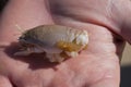 Sand crab with eggs in the palm of a hand Royalty Free Stock Photo