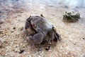 Sand crab in the seashore Royalty Free Stock Photo