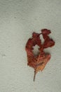 Sand and dead leaf on a beach Royalty Free Stock Photo