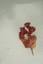 Sand and dead leaf on a beach Royalty Free Stock Photo