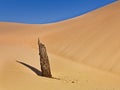 Sand dead trunk close