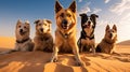 sand desert dogs Royalty Free Stock Photo
