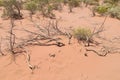 Sand desert with dry bush Royalty Free Stock Photo