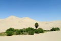 Sand desert dunes and green oasis with bushes and palm tree