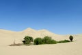 Sand desert dunes and green oasis Royalty Free Stock Photo