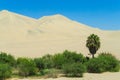 Sand desert dunes and green oasis Royalty Free Stock Photo