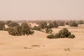 Sand desert with green trees in Morocco Royalty Free Stock Photo