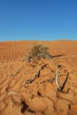 Sand desert landscape pattern with bush and branches