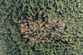 Sand desert Located on the border of the Silesian Upland, Bledow, Klucze and village of Chechlo, large forest area aerial drone