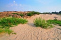 Sand and desert plants