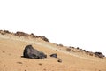 Sand desert wih rocks foreground close-up isolated on white background. Element for matte painting, copy space.