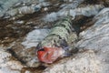 Sand Diver swallowing a Blackbar Soldierfish Royalty Free Stock Photo