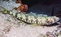 Sand diver