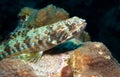 Sand diver waits for prey