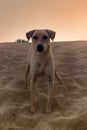 Sand dog. Dog in Great Indian desert Thar Royalty Free Stock Photo