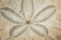 Sand Dollar Royalty Free Stock Photo