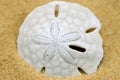 Sand dollar