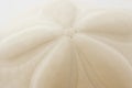 Sand dollar Royalty Free Stock Photo