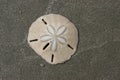 Sand Dollar Royalty Free Stock Photo