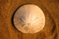 Sand Dollar Royalty Free Stock Photo