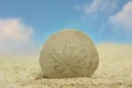 Sand Dollar on Beach With Blue Sky Background Royalty Free Stock Photo