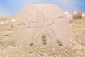 Sand Dollar on Beach With Blue Sky Background Royalty Free Stock Photo