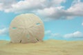 Sand Dollar on Beach With Blue Sky Background Royalty Free Stock Photo